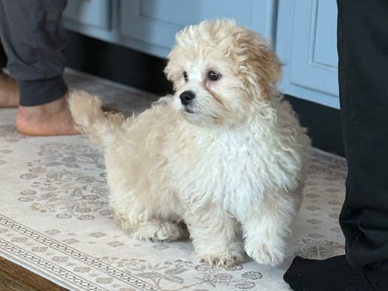 Shih Tzu 7 months old male small named Butter for sale in Anoka County, Minnesota | Petmeetly