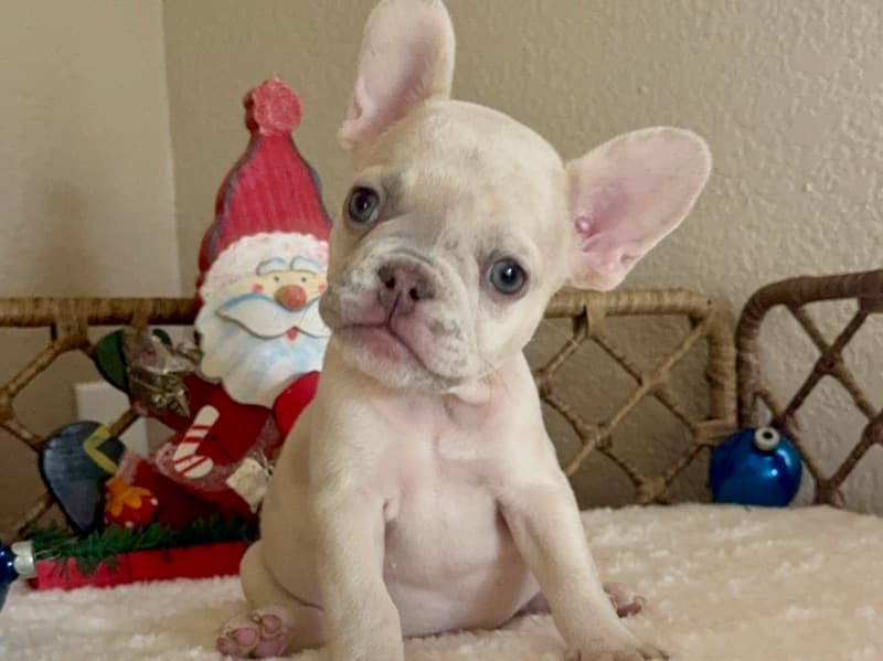 French Bulldog 2 months old male small named Ryder for sale in Los Angeles County, California | Petmeetly
