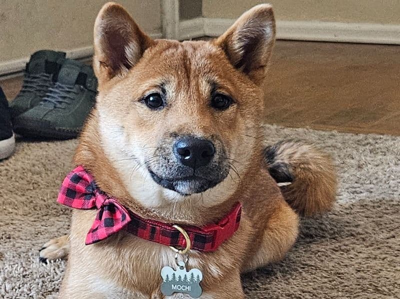 Shiba Inu 6 months old male medium named Mochi for breeding in El Paso County, Colorado | Petmeetly