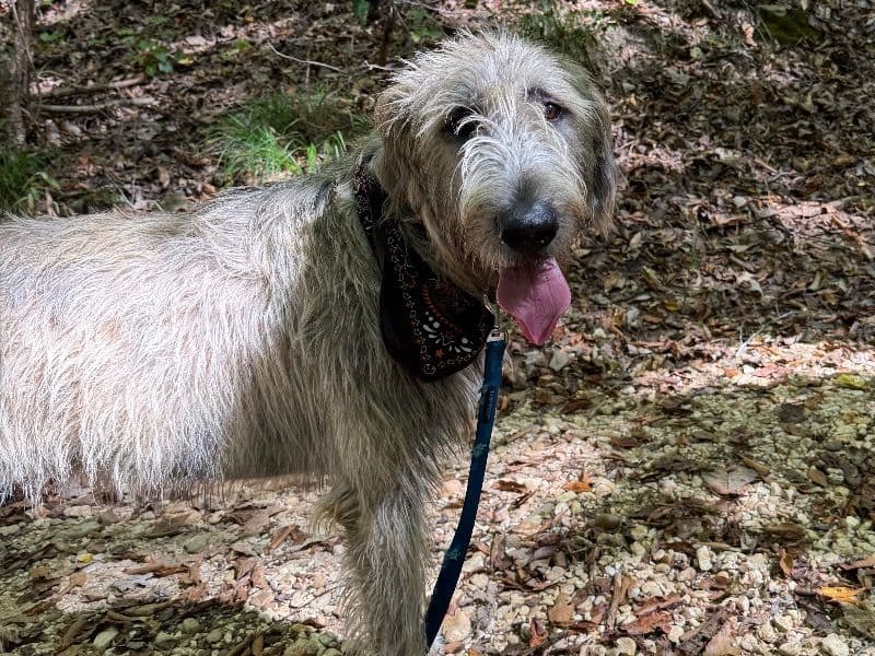 Irish Wolfhound 1 year 3 months old male extra large named Sirius for breeding in Alcorn County, Mississippi | Petmeetly