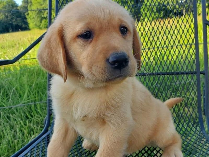 Pomeranian 3 months old female medium named Stelle for sale in Kern County, California | Petmeetly