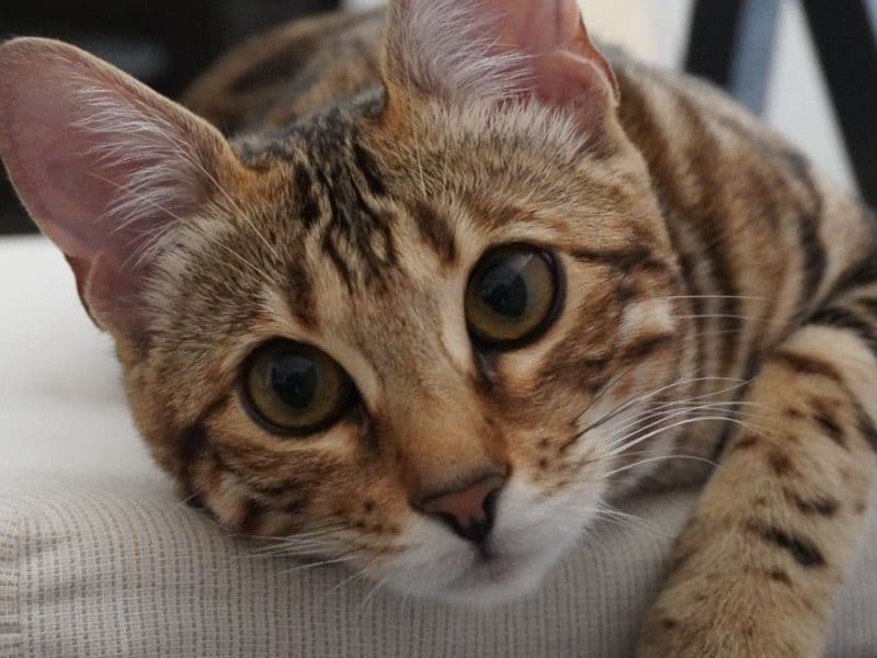 Bengal 1 year 3 months old female named Tiffany for breeding in Лос-Анджелес, Каліфорнія | Petmeetly