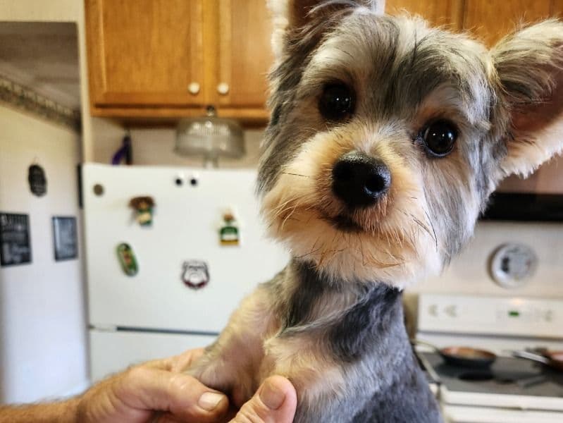 Yorkshire Terrier 1 year 8 months old male small named Milo for sale in Elbert County, Georgia | Petmeetly