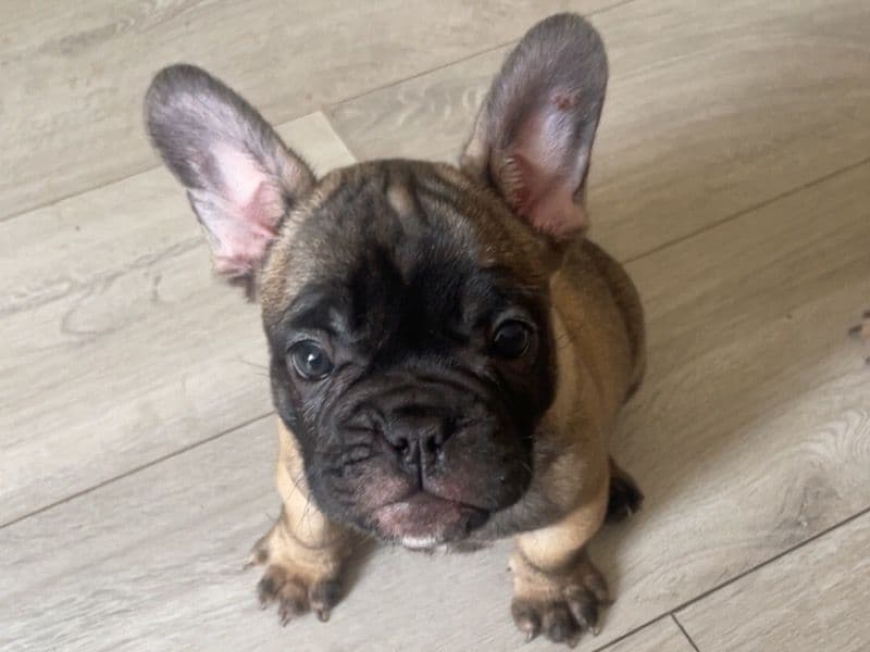 French Bulldog 6 months old male small named Rocky for sale in Derby, England | Petmeetly