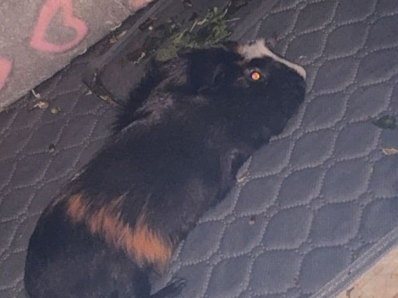 Guinea Pig 1 year 4 months old female named Amber for sale in Greater London, England | Petmeetly