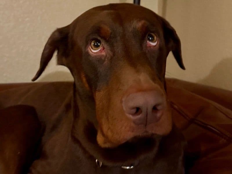 Doberman 4 years 4 months old male medium named Mr. Furley for breeding in King County, Washington | Petmeetly