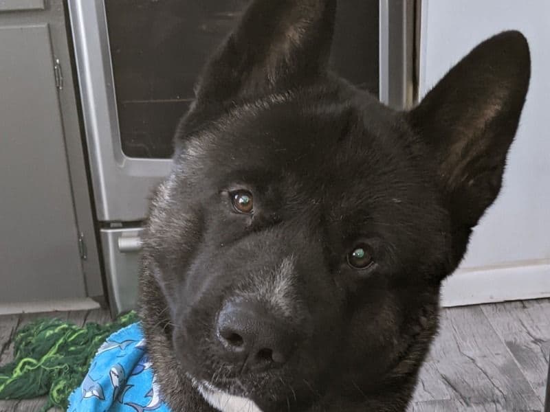 Akita 4 years old male large named Him for sale in Williams County, Ohio | Petmeetly