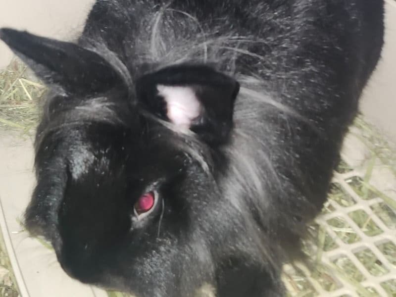 Californian 3 years old female named Thelma for adoption in Yolo County, California | Petmeetly