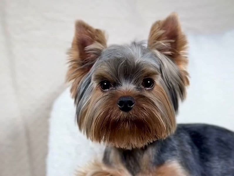 Yorkshire Terrier 1 year 4 months old male small named Elon for breeding in Sarasota County, Florida | Petmeetly