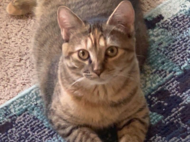 British Shorthair 7 months old female named Chia for sale in Collin County, Texas | Petmeetly