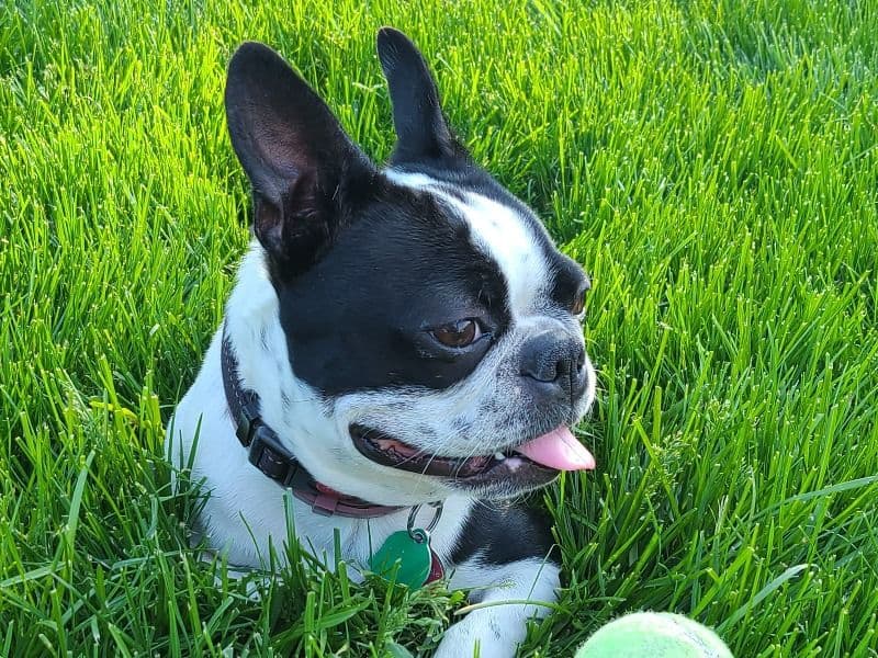 Boston Terrier 4 years old female medium named Lillie Anne for breeding in Rockland County, New York | Petmeetly
