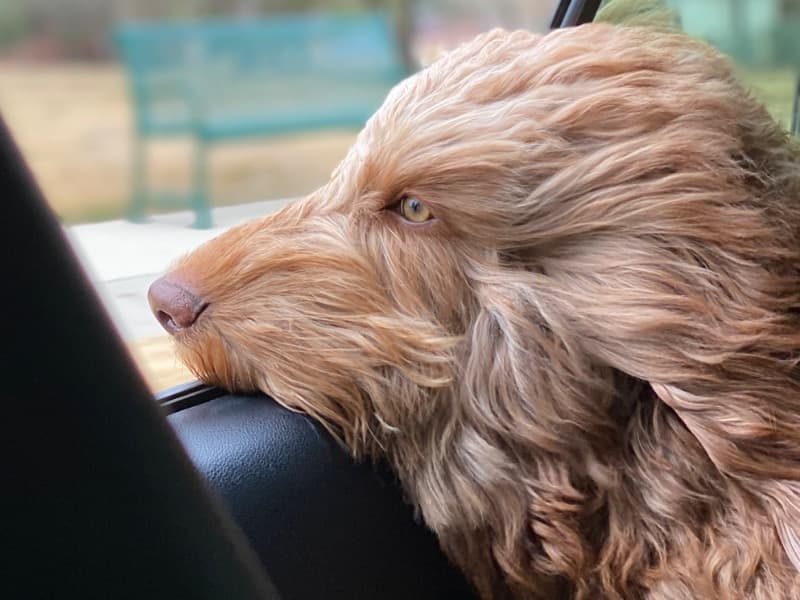 Poodle 6 years 6 months old male large named Charlie for breeding in Denton County, Texas | Petmeetly