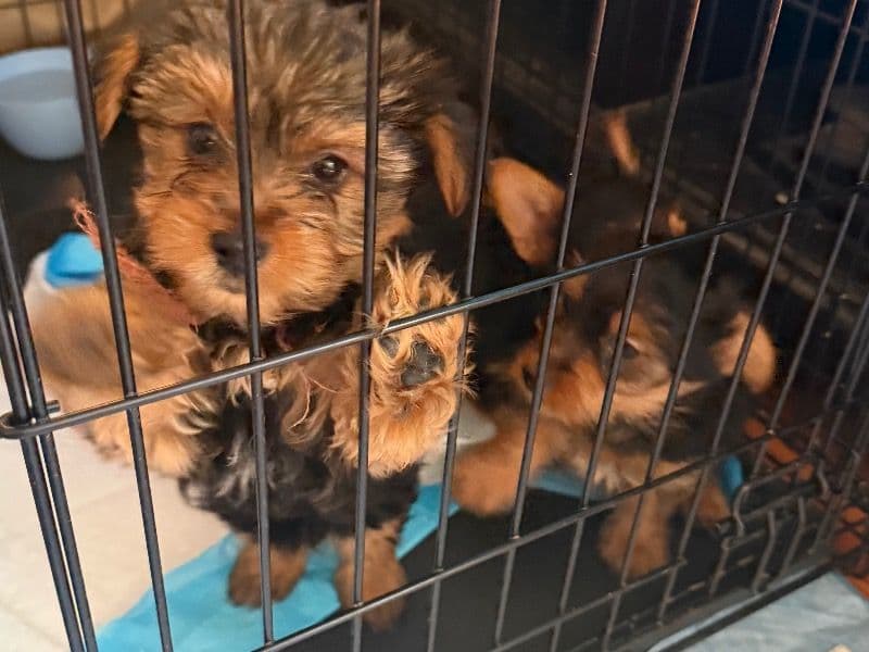 Yorkshire Terrier 5 months old female small named Yorkie Puppy for sale in Franklin County, Ohio | Petmeetly