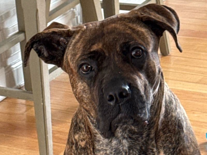 Cane Corso 2 years 1 month old male large named Bruin for adoption in Northeastern Connecticut Planning Region, Connecticut | Petmeetly