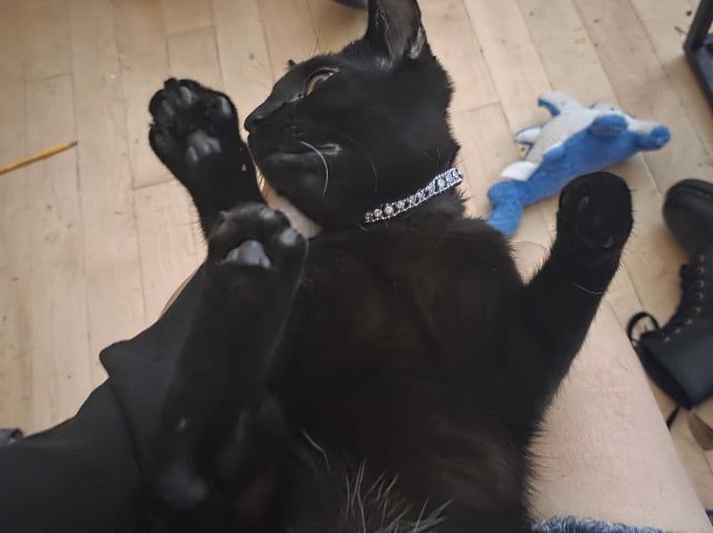 Bombay 1 year 4 months old male named Ozzy for breeding in Rensselaer County, New York | Petmeetly