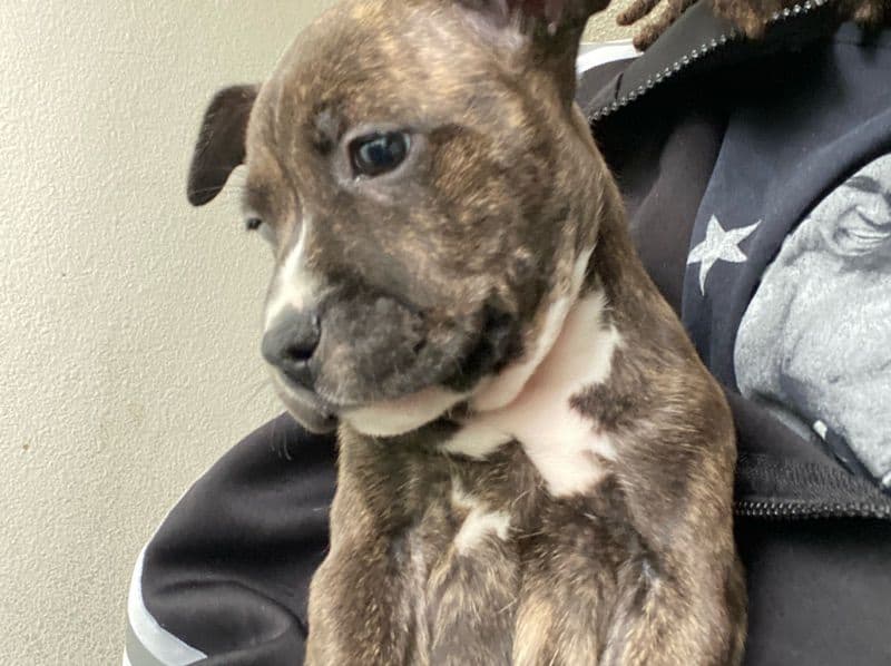 American PitBull Terrier 2 months old female small named Unknown for sale in San Francisco County, California | Petmeetly
