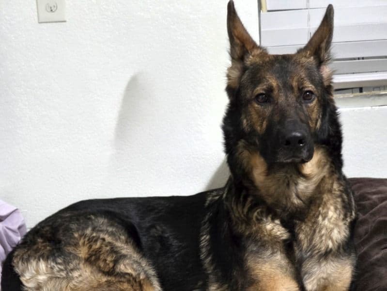 German Shepherd 4 years 7 months old female large named Banshee for breeding in Denton County, Texas | Petmeetly