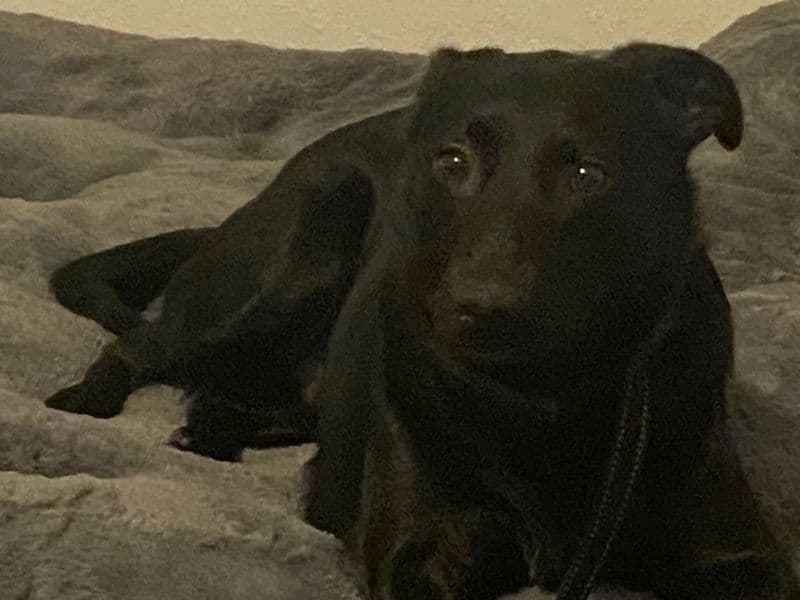 Labrador Retriever 5 years 4 months old male medium named Huntington for adoption in Harris County, Texas | Petmeetly