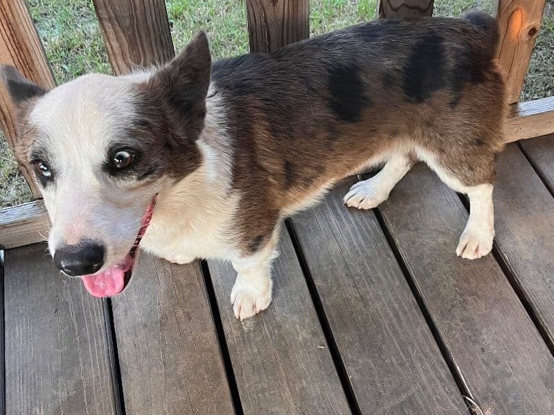 Auggie 3 years 3 months old male small named Rodeo for sale in Tarrant County, Texas | Petmeetly