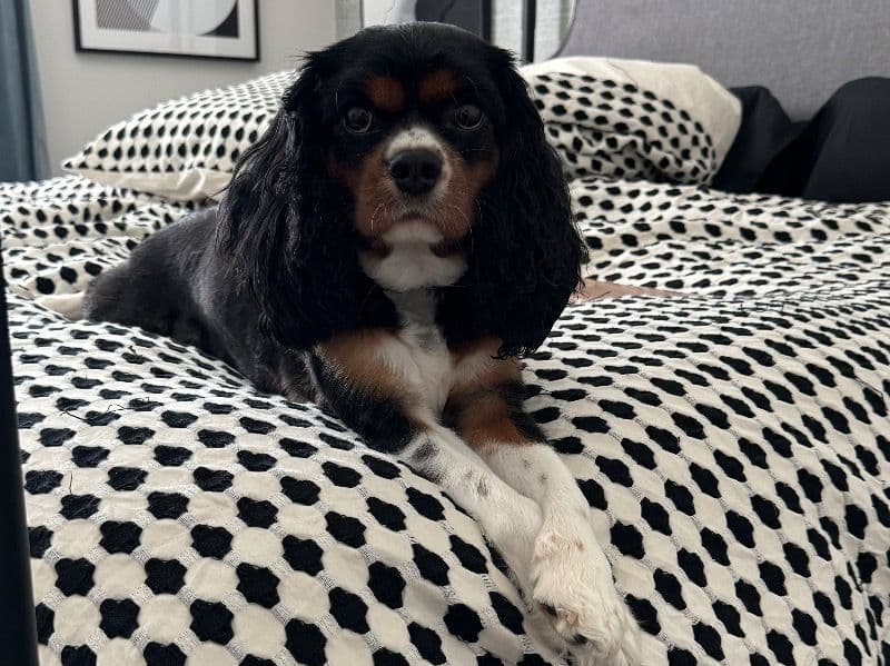 Cavalier King Charles Spaniel 4 years 7 months old male medium named Marshall for sale in Mecklenburg County, North Carolina | Petmeetly