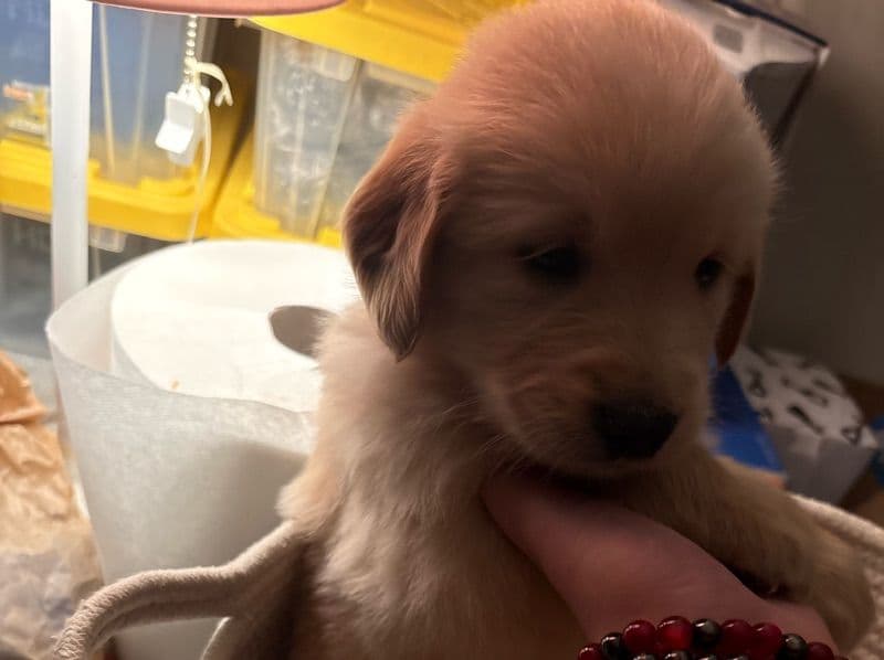Golden Retriever 2 months old male medium named Blue for sale in San Joaquin County, California | Petmeetly