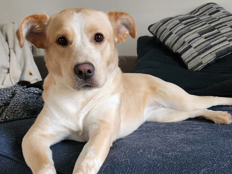 Australian Shepherd 1 year 2 months old female medium named Molly for adoption in Racine County, Wisconsin | Petmeetly