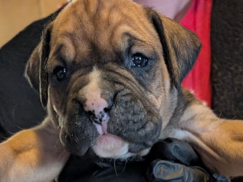 Boxer 1 month old male medium named Boy 9 for sale in McLean County, Illinois | Petmeetly