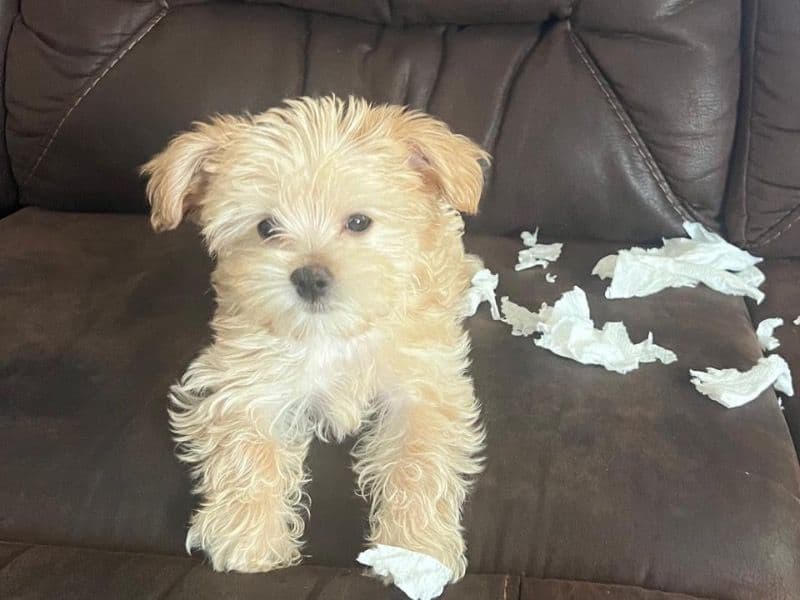 Yorkshire Terrier 7 months old male small named Bluey for breeding in Madison County, Alabama | Petmeetly