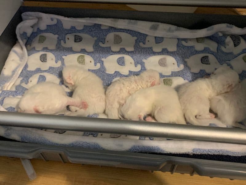 Himalayan 2 months old male named Litter Of 6 for adoption in St. Charles County, Missouri | Petmeetly