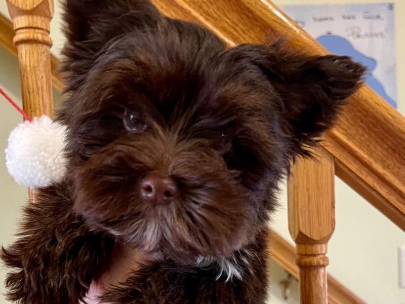 Yorkshire Terrier 3 months old male small named Kb Chocolate for sale in Orange County, New York | Petmeetly