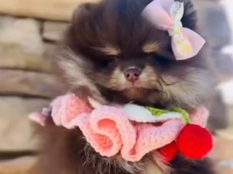 Pomeranian 2 months old female small named Coco for sale in Riverside County, California | Petmeetly