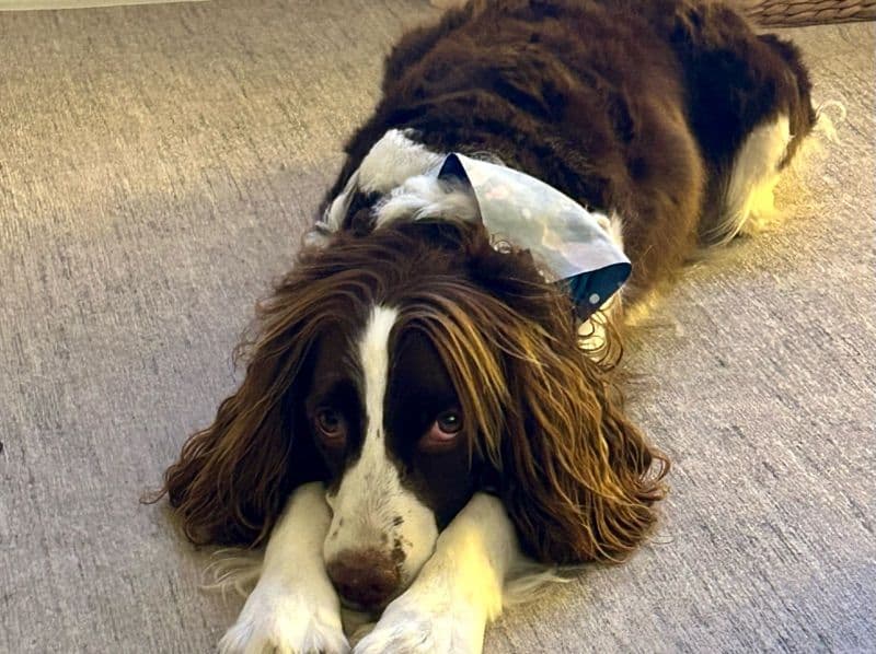 English Springer Spaniel 6 years old female medium named Pampa for breeding in Sarasota County, Florida | Petmeetly