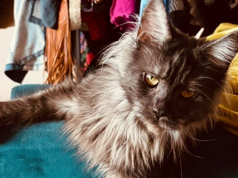 Maine Coon 1 year 10 months old female named Francis for breeding in Cumberland County, Maine | Petmeetly