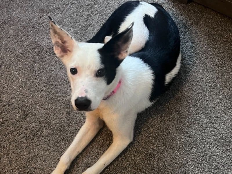 Border Collie 11 months old female medium named Luna for sale in Alexandria, Virginia | Petmeetly