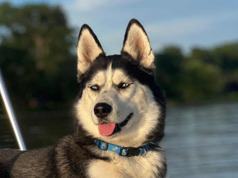 Siberian Husky 3 years 2 months old male medium named Baikahl for breeding in Seneca County, New York | Petmeetly