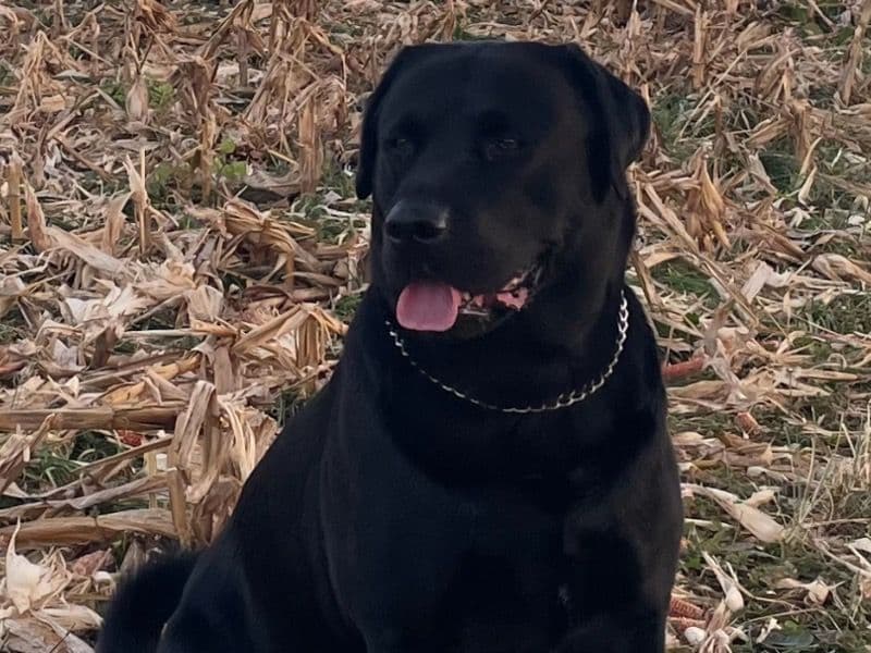 Labrador Retriever 5 years old male large named Slugger for breeding in Franklin County, Pennsylvania | Petmeetly