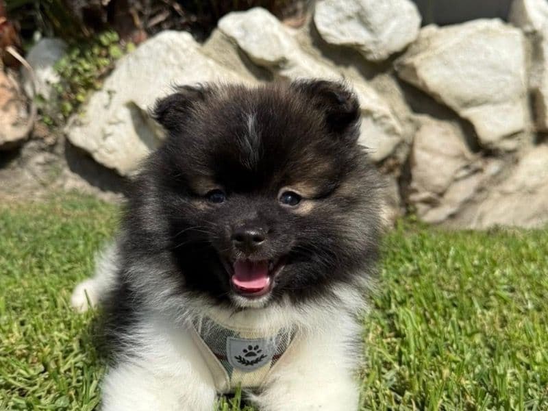 Pomeranian 2 months old male small named Milo for sale in Orange County, California | Petmeetly