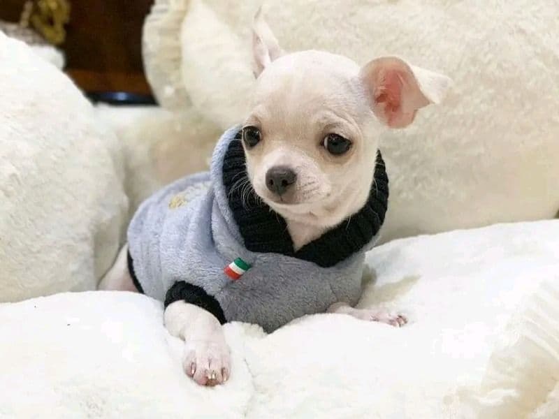 Chihuahua 3 months old female small named Lili for sale in Harris County, Texas | Petmeetly