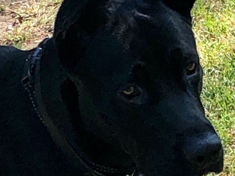 Black German Shepherd 6 years 7 months old male large named Zachary for breeding in Nassau County, New York | Petmeetly