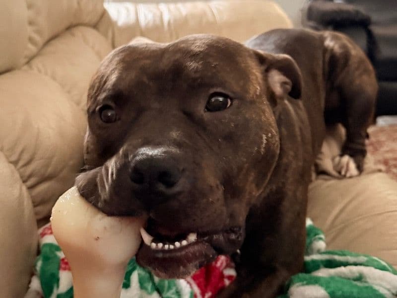 Staffordshire Bull Terrier 2 years 2 months old male medium named Leonidas for adoption in Thurston County, Washington | Petmeetly