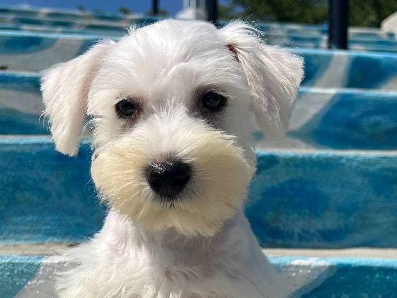 Miniature Schnauzer 5 months old female small named Birdie for sale in Gwinnett County, Georgia | Petmeetly