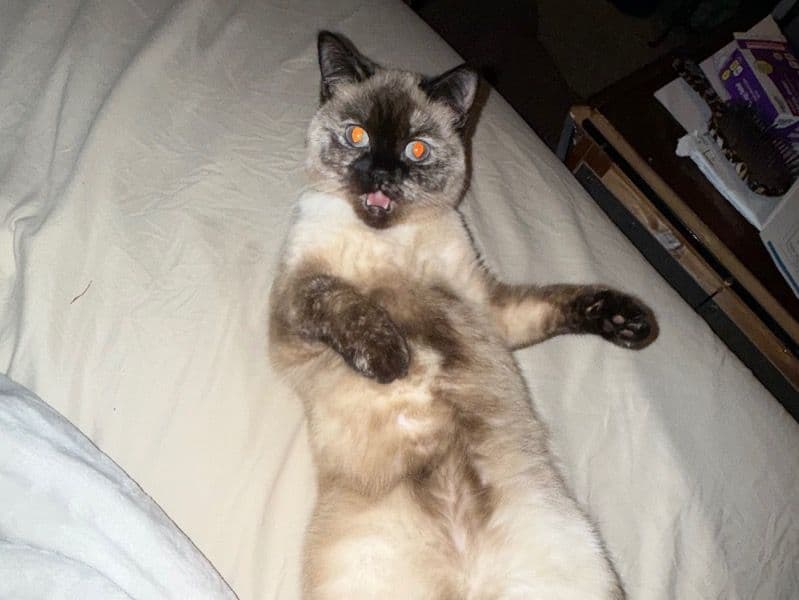 Himalayan 1 year old female named Pandora for breeding in Bexar County, Texas | Petmeetly