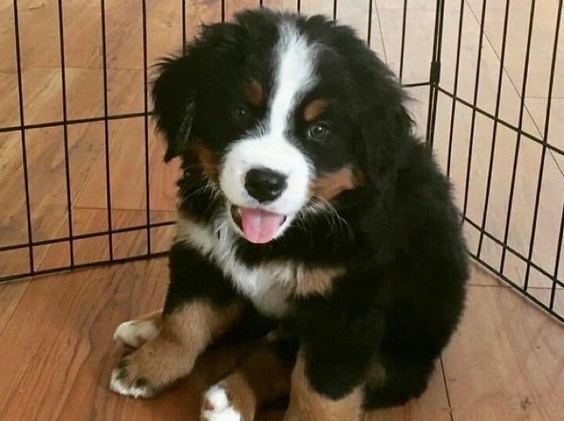 Bernese Mountain Dog 2 months old female medium named Luna for adoption | Petmeetly