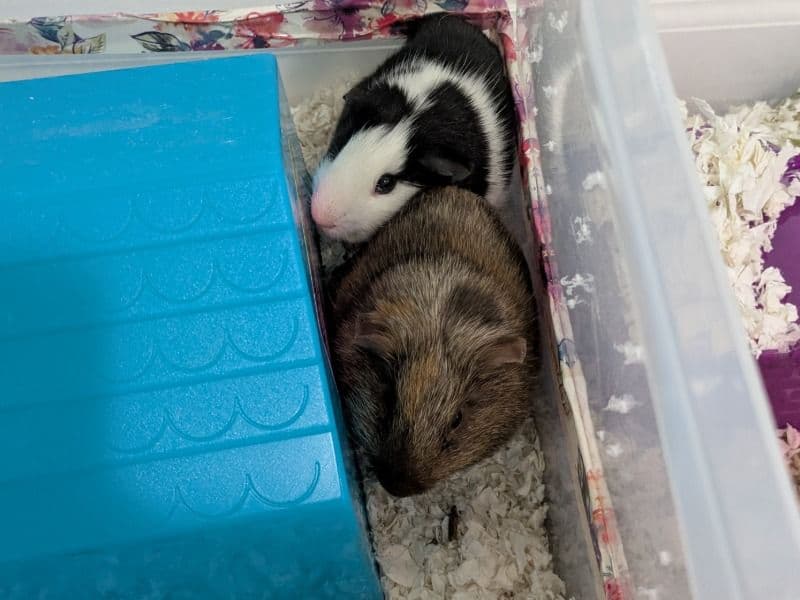 Guinea Pig 8 months old male named Basil And Button for adoption in Clark County, Ohio | Petmeetly