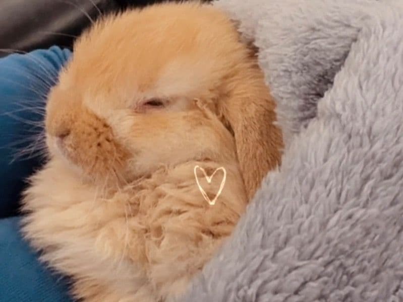 Holland Lop 1 year old male named Pumpkin for sale in Will County, Illinois | Petmeetly
