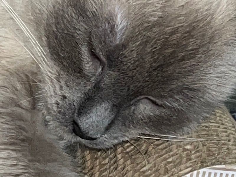 Siamese 1 year 2 months old female named Kittens for breeding in Sarpy County, Nebraska | Petmeetly