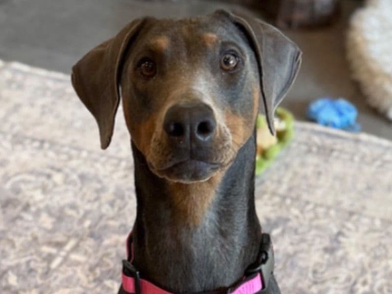 Doberman 1 year 6 months old female medium named Winnie for sale in Buncombe County, North Carolina | Petmeetly