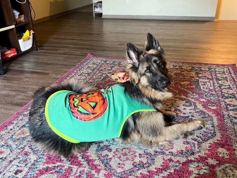 German Shepherd 3 years old female large named Indie for sale in Sedgwick County, Kansas | Petmeetly