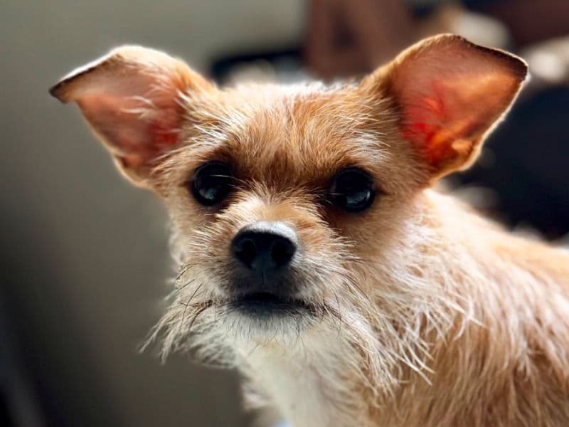 Miniature Pinscher 3 years 11 months old female small named Layne for adoption in Somerset County, Maine | Petmeetly