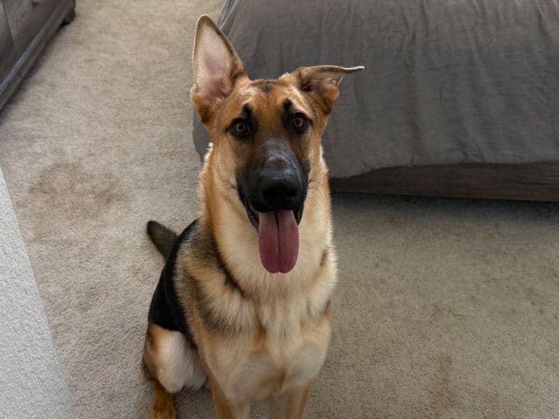 German Shepherd 1 year old male large named Adonis for adoption in Lee County, Florida | Petmeetly